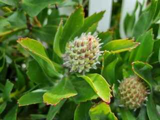 Yellow Waratah: in the Blue Mountains national park