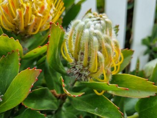Yellow Waratah: in the Blue Mountains national park