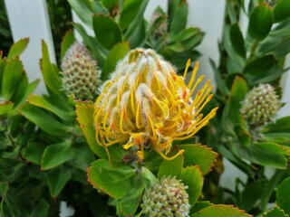 Yellow Waratah: in the Blue Mountains national park