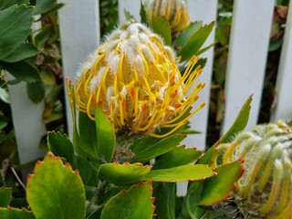 Yellow Waratah: in the Blue Mountains national park