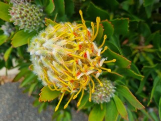 Yellow Waratah: in the Blue Mountains national park