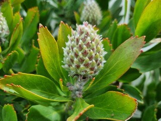Yellow Waratah: in the Blue Mountains national park