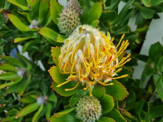 Yellow Waratah: in the Blue Mountains national park