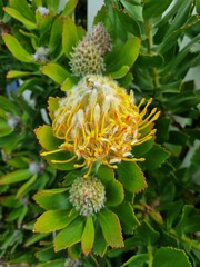 Yellow Waratah: in the Blue Mountains national park