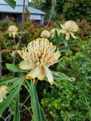 Yellow Waratah: in the Blue Mountains national park