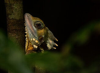 Boyd's forest dragon