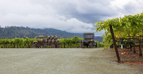 Vintage truck with wine barrels in a Vineyard on a cloudy day