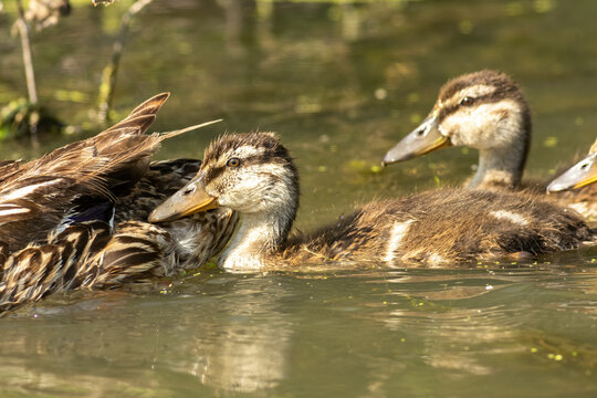Female Mallard duck with babies