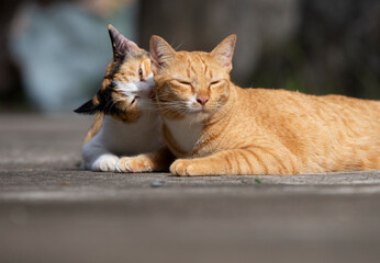 Two cats playing together in the garden. Love and affection concept.