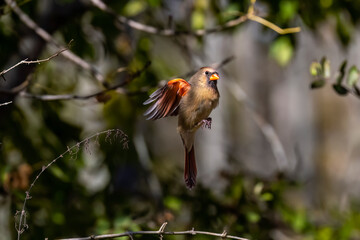 Northern Cardinal (Cardinalis cardinalis), Cardinal flight phase during landing.