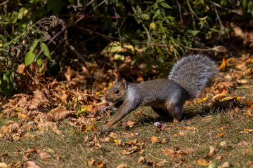Naklejka na ściany i meble The eastern gray squirrel (Sciurus carolinensis) in the park.