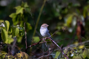 Obraz premium The white-crowned sparrow (Zonotrichia leucophrys). Natural scene from Wisconsin.