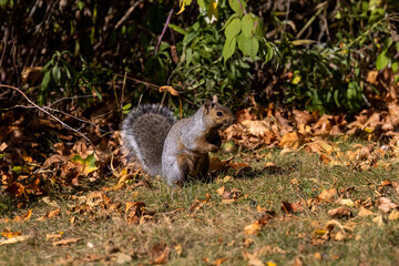 The fox squirrel (Sciurus ni..r), also known as the eastern fox squirrel or Bryant's fox squirrel on a meadow.