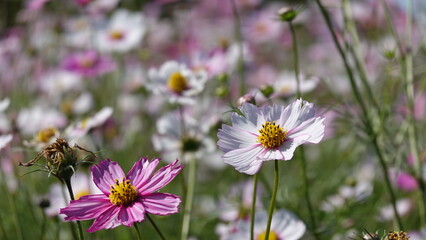 Obraz premium 秋の空とコスモス