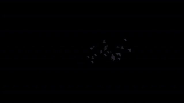 22 Black Raven Birds - Flying Transition III - LS - Realistic 3D animation with alpha channel isolated on transparent background