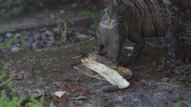 Garrobo, a grey iguana, eats a banana peel. Wildelife nature 