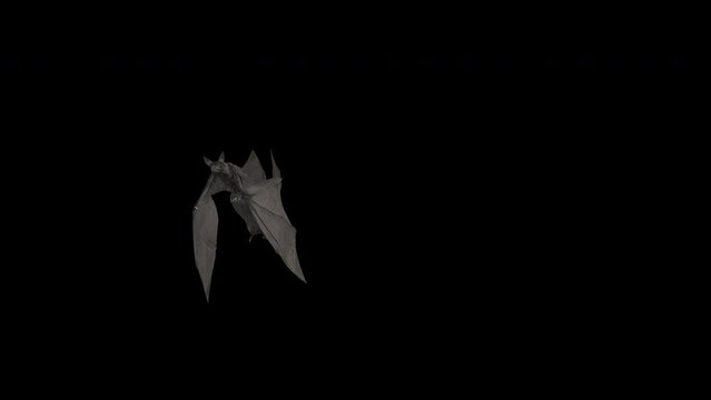 Swarm of Bats - Flying Over Screen  - Realistic 3D animation transition with alpha channel isolated on transparent background