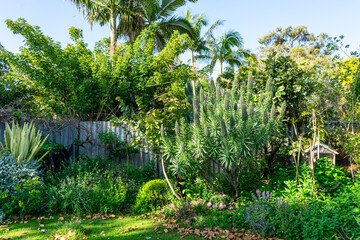beautiful Australian garden, garden with exotic plants, home garden