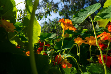 nasturtiums or Indian cress flowers, orange and yellow flowers with garden background