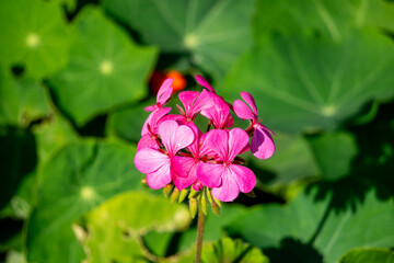 pink geranium, pink geranium branch with green leaves background
