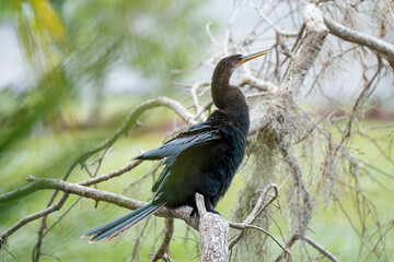 A big anhinga bird resting on tree branch in Florida wetlands