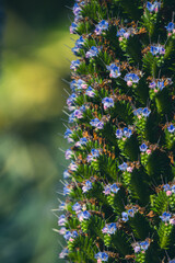 Stunning blue and pink spikes Pride of madeira or Fastuosum, australian plants, invasive plants