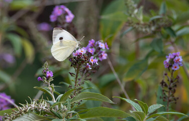 Butterfly on flowering butterfly tree.