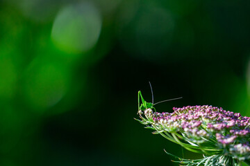 small green grasshopper on the edge of a flower, small animals, green animals