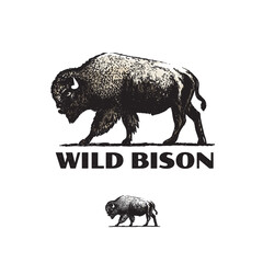 Magnificent Bison Vector Hand-Drawn Illustration. Vintage bison vector logo.