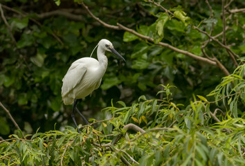 Fototapeta premium Little Egret behavior in breeding colony