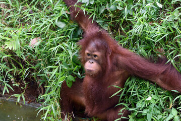 Baby orangutan playing in the grass