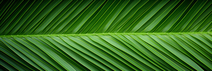 GREEN PALM LEAF, CLOSE-UP, MACRO, ABSTRACT BACKGROUND, HORIZONTAL IMAGE, legal AI