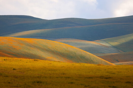 Scenic landscape of Carrizo plains national monument in California with colorful wildflowers on rolling hills.