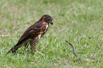 Crested goshawk catch prey