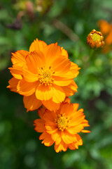 Close-up of beautiful flowers
