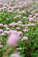 Close-up of beautiful flowers