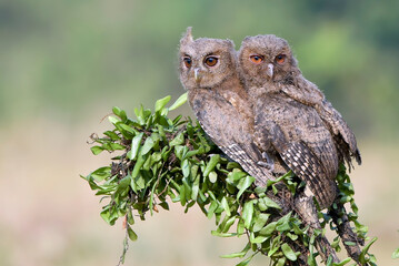 Close-up photo of a Eurasian scoop owl