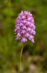 Fototapeta premium Pyramidal Orchid (Anacamptis pyramidalis) close up picture