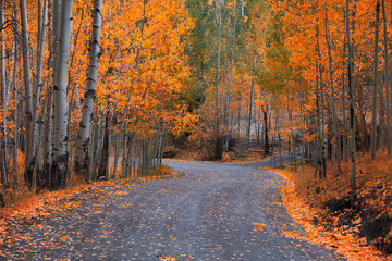 Scenic Aspen alley in San Juan mountains, Colorado