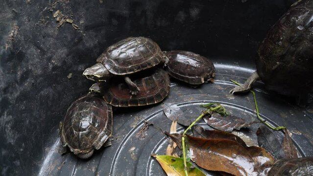 Amazing beautiful shot of turtle animals catching at farm garden , high quality photo of full frame camera.