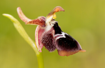 Diamond Orchid (Ophrys reinholdii) in natural habitat