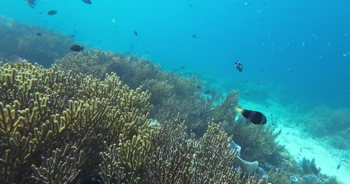 Menjangan island bali very beautiful, best for snorkeling and diving also, and only this one island in bali without population, west bali national park location