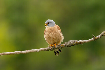 Male lesser kestrel brring different food (insects, mice, voles) for baby in nest