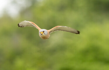 Male lesser kestrel brring different food (insects, mice, voles) for baby in nest