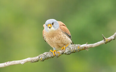 Male lesser kestrel brring different food (insects, mice, voles) for baby in nest - obrazy, fototapety, plakaty