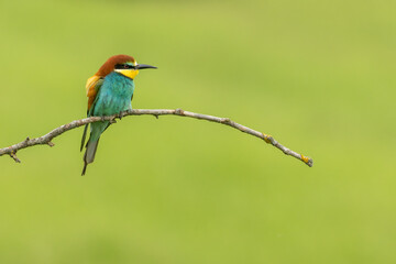 Common Bee-eater is one of the most beautiful bird in Europe