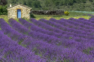 Tuinposter Champ de lavande en Provence  © Unclesam