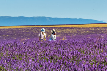 Touristes asiatiques dans un champ de lavande sur le plateau de Valensole en Provence 
