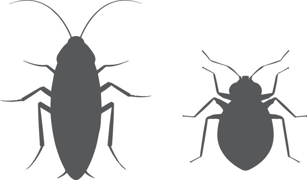 cockroach bug and bedbug