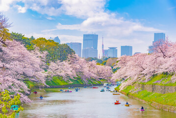 Japan - March 29, 2023 : Pink sakura trees fully blooming in springtime at Chidorigafuchi, One of...